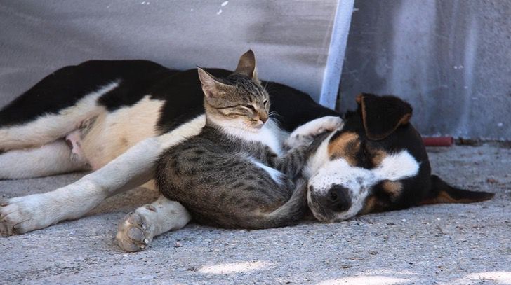 STF reforça dever das prefeituras na proteção de animais em situação de abandono
