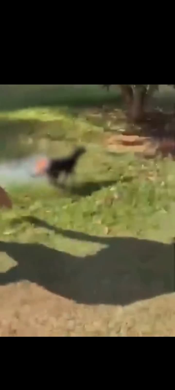 PMDF resgata cachorro com queimaduras após incêndio em barraco no Distrito Federal; mulher é presa